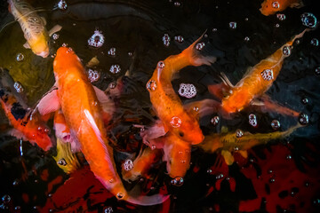 Colorful koi fishes are swimming in the pond.