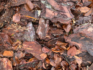 Background wood bark tree bark
