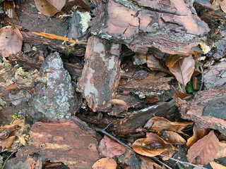 Background wood bark tree bark