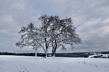 Schneelandschaft mit Bäumen
