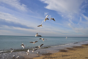 A flock of seagulls trying to catch the food falling from above