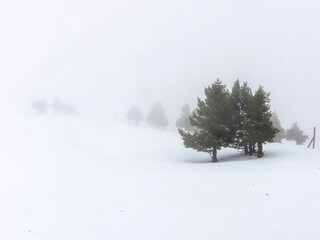 Snowy pine trees in the mist