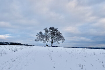 Schneelandschaft mit Bäumen