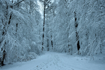 Schneelandschaft mit Bäumen
