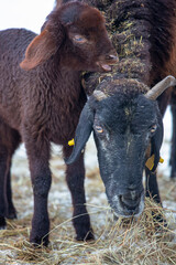 Mother sheep and cub. Kara sheep eating hay.