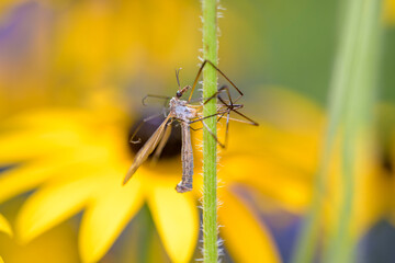Common crane fly - Tipula paludosa