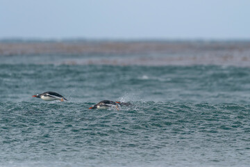 Fototapeta premium The gentoo penguin (Pygoscelis papua)
