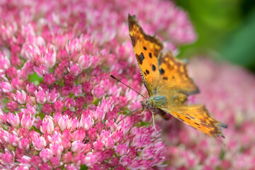 Comma butterfly - Polygonia c-album - on a orpine blossom - Sedum telephium