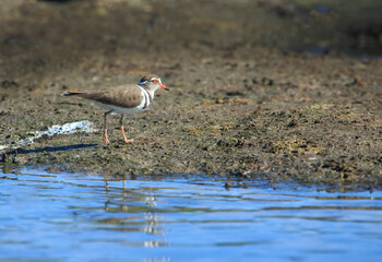 Three-banded Plover