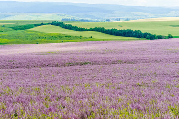 Fototapeta na wymiar lavender field Crimae