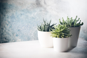 succulents in a white pots on a light background, minimalist composition