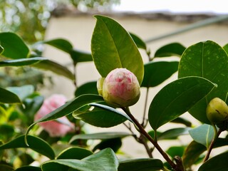 Flower buds of common camellia, Japanese camellia, or tsubaki, rose of winter (Camellia japonica) in France