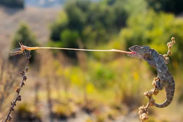 Zelfklevend Fotobehang chameleon shooting tongue on dragonfly © mehmetkrc