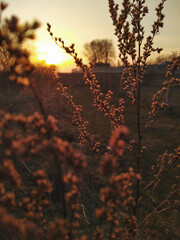 Sunset in the field. Focused on dry plants