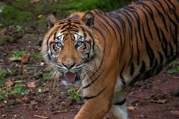Fototapeta na wymiar Portrait of a Sumatran tiger