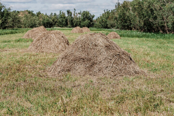 hay bales in the field