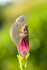 Macro shots, Beautiful nature scene baby grey chameleon © mehmetkrc