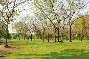 lawn and large trees in the park