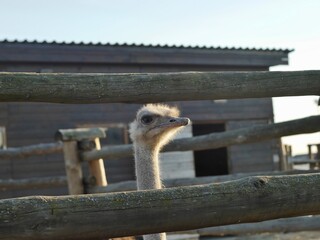 common ostrich (Struthio camelus)  in a zoo