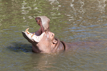 Hippopotamus (Hippopotamus amphibius) with open mouth in water