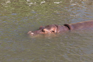 Hippopotamus (Hippopotamus amphibius) in water