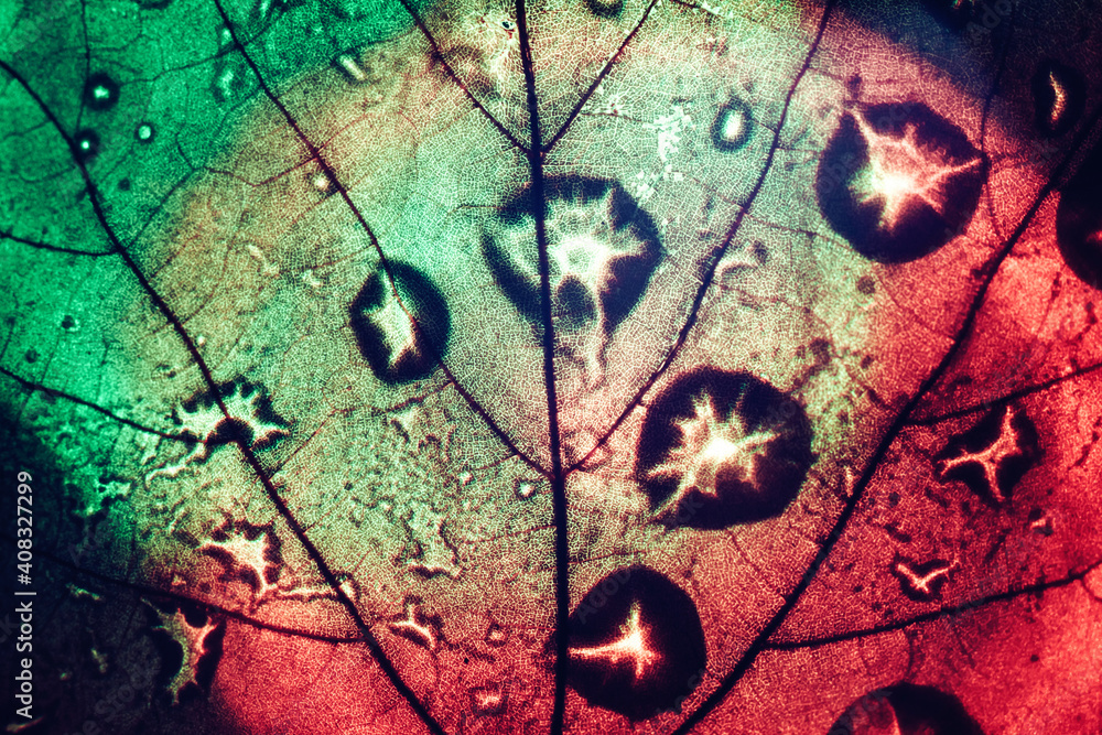 Poster close up beautiful abstract leaf in red and green light. background pattern for design. macro photog