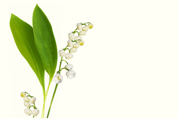 Lily of the valley flower on white background.