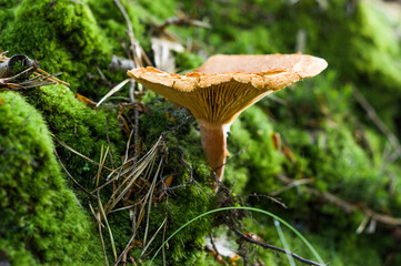 Żółty grzyb © Sebastian