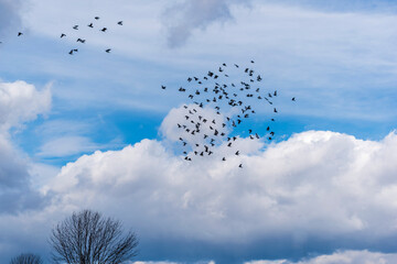 pigeons flying against clouds in the sky