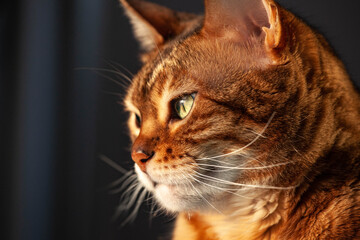 portrait of bengal cat looks into the left