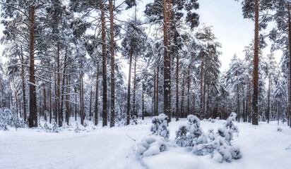 Fototapeta premium Winter fir and pine forest covered with snow after strong snowfall
