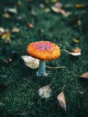 amanita muscaria fly agaric