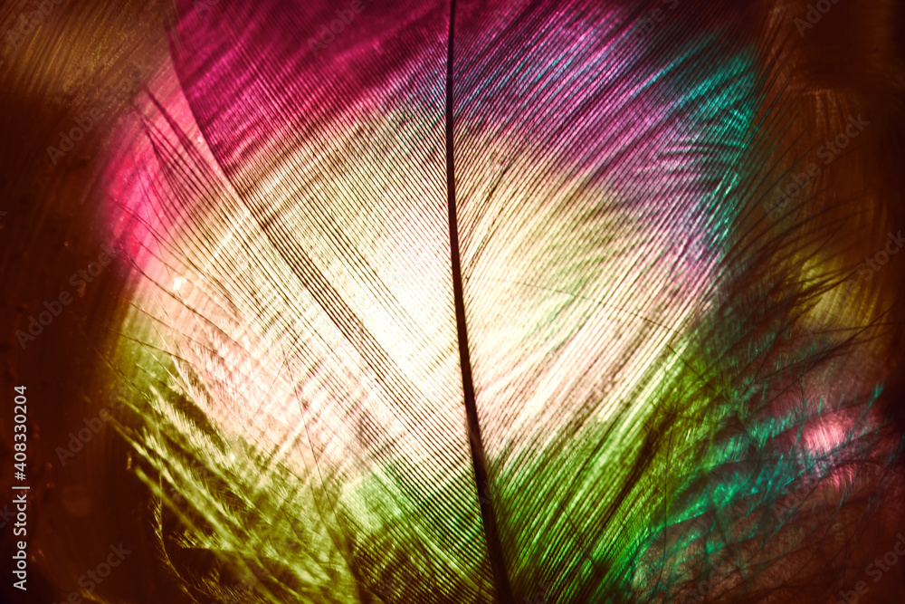 Poster Close up Beautiful colorful Bird feather background pattern texture for design. Macro photography view.