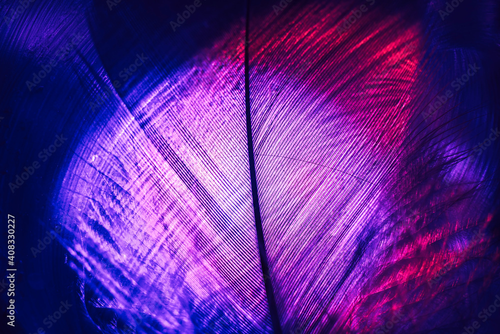 Poster Close up Beautiful colorful Bird feather background pattern texture for design. Macro photography view.