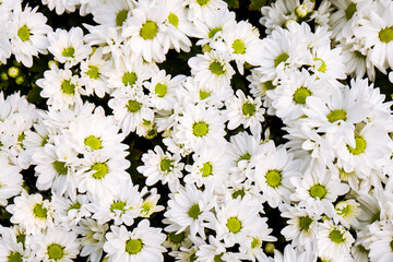 White Daisy flower in bloom