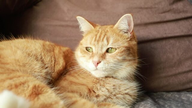 portrait d'un chat roux allongé