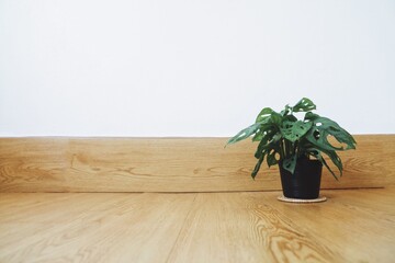 plant on the floor