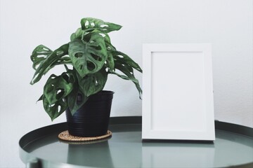 Photo frame and plant on the table