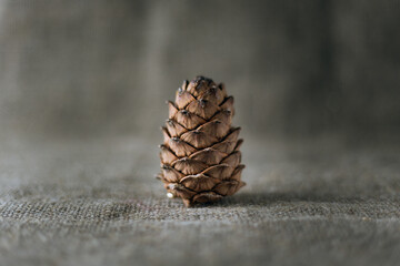 Cedar cone close-up on on a sackcloth background.