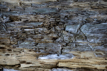 Wood texture