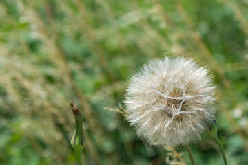 Dandelion (Taraxacum officinale), dandelion clock 