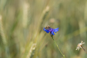 A honey bee feeding on blue cornflower (centaurea cyanus, bachelor's button) collecting pollen and nectar, grain field in the background