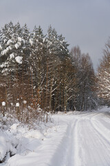 Winter forest in the snow. 