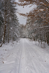 Winter forest in the snow. 