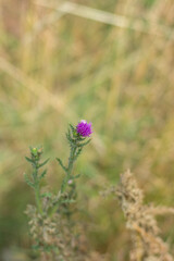 P lumeless thistle (Carduus, teasel) blooming in the meadow