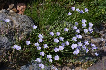 Tuft of Linum perenne, perennial flax, blue flax or fluff in the rock garden.