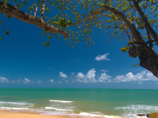 Tropical beach with blue sky and tree leaf out into the sea