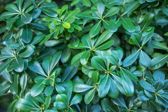 close up azalea flowers in nature