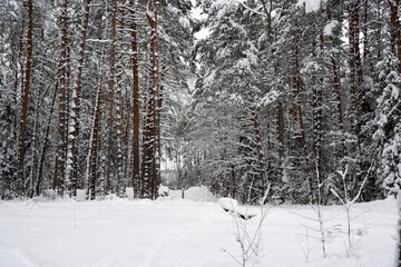 Winter forest in the snow.    