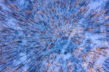Sunset of a  snow covered forest in winter, drone shot